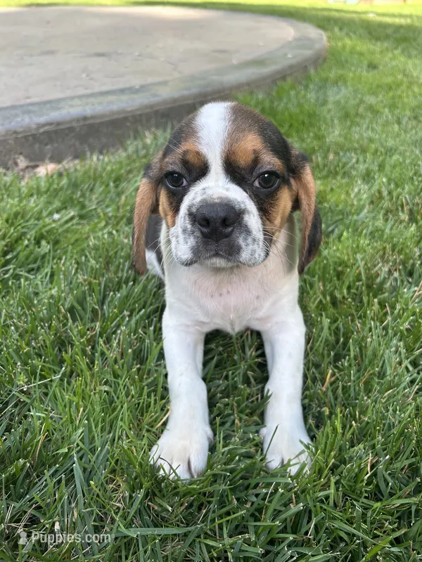 Lincoln – Puggle puppy for sale in Nappanee, IN