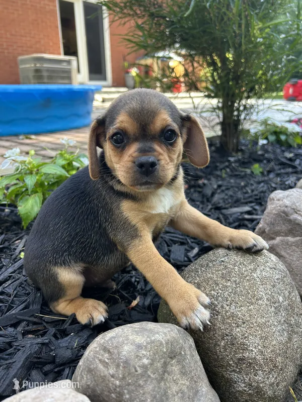 Leo – Puggle puppy for sale in Nappanee, IN