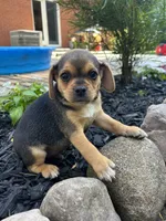 Leo, a male Puggle for sale in Nappanee, IN – 1 of 3