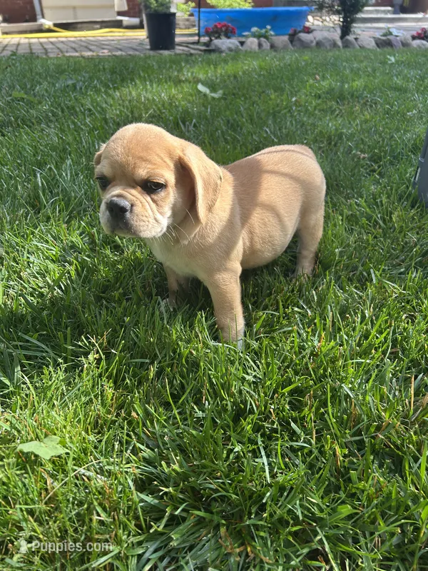 Leon – Puggle puppy for sale in Nappanee, IN