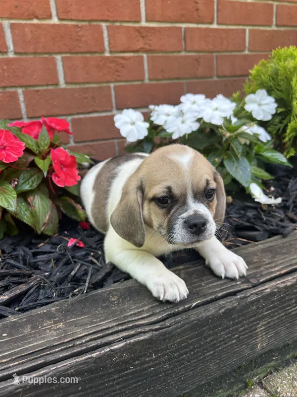 Lacy – Puggle puppy for sale in Nappanee, IN