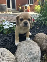 Leon, a male Puggle for sale in Nappanee, IN – 4 of 7