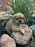 Liam, a male Puggle for sale in Nappanee, IN – 4 of 4