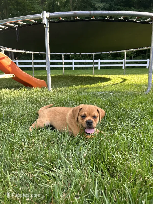 Larry – Puggle puppy for sale in Nappanee, IN