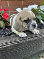 Lacy, a female Puggle for sale in Nappanee, IN – 2 of 5