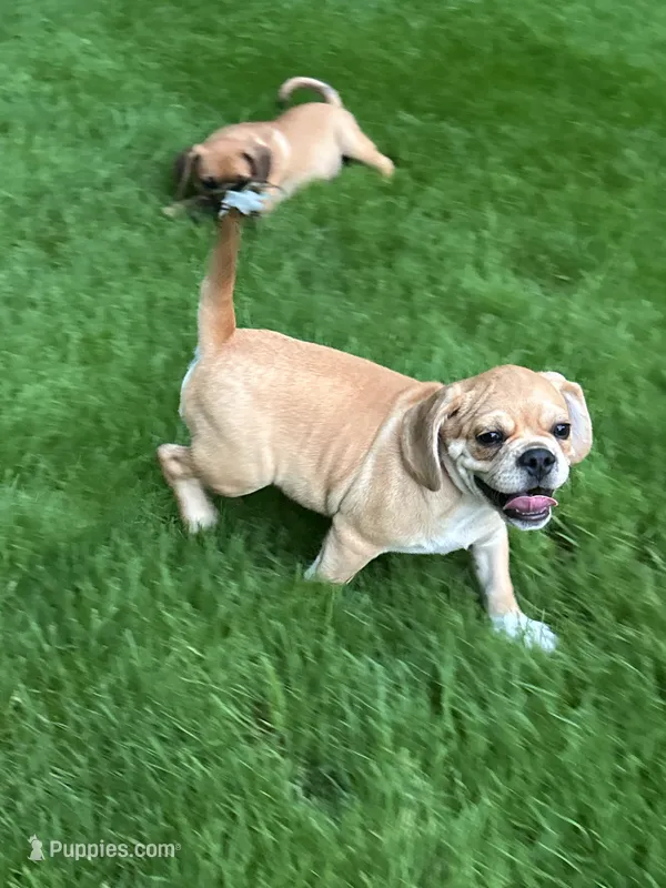 Leon – Puggle puppy for sale in Nappanee, IN