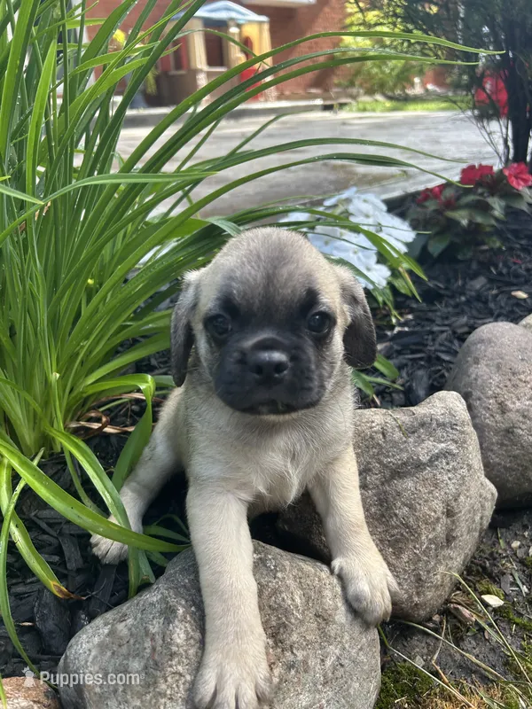 Lucky – Puggle puppy for sale in Nappanee, IN