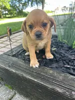 Larry, a male Puggle for sale in Nappanee, IN – 2 of 7