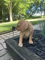 Larry, a male Puggle for sale in Nappanee, IN – 5 of 7