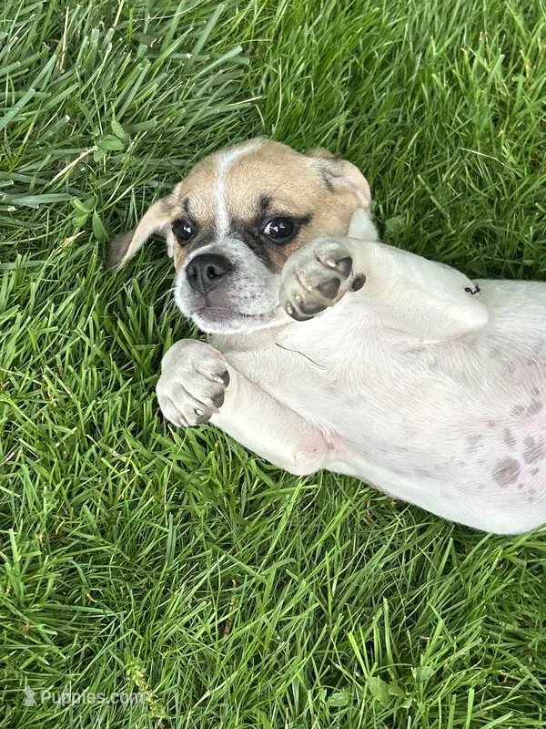 Lacy – Puggle puppy for sale in Nappanee, IN