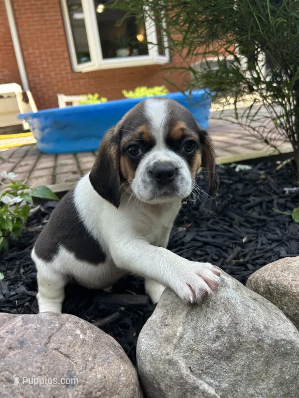 Lincoln – Puggle puppy for sale in Nappanee, IN