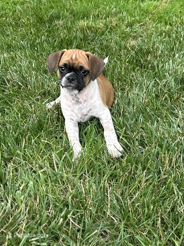 Lewis – Puggle puppy for sale in Nappanee, IN