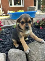 Leo, a male Puggle for sale in Nappanee, IN – 3 of 3