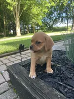 Larry, a male Puggle for sale in Nappanee, IN – 7 of 7