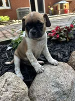 Lewis, a male Puggle for sale in Nappanee, IN – 3 of 3