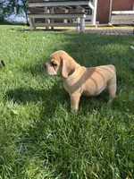 Leon, a male Puggle for sale in Nappanee, IN – 2 of 7