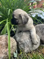 Lucky, a male Puggle for sale in Nappanee, IN – 2 of 5