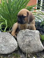 Lance, a male Puggle for sale in Nappanee, IN – 4 of 4