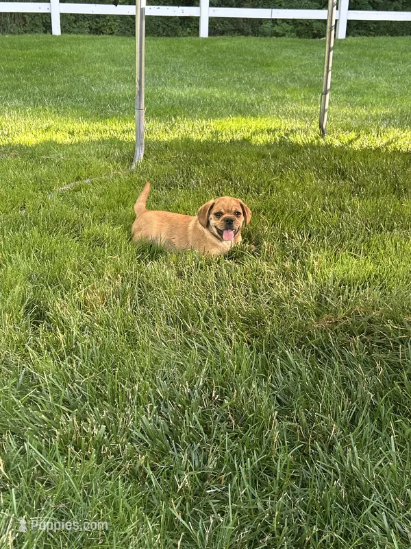Liam – Puggle puppy for sale in Nappanee, IN