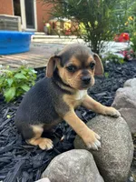 Leo, a male Puggle for sale in Nappanee, IN – 2 of 3