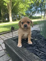Larry, a male Puggle for sale in Nappanee, IN – 6 of 7