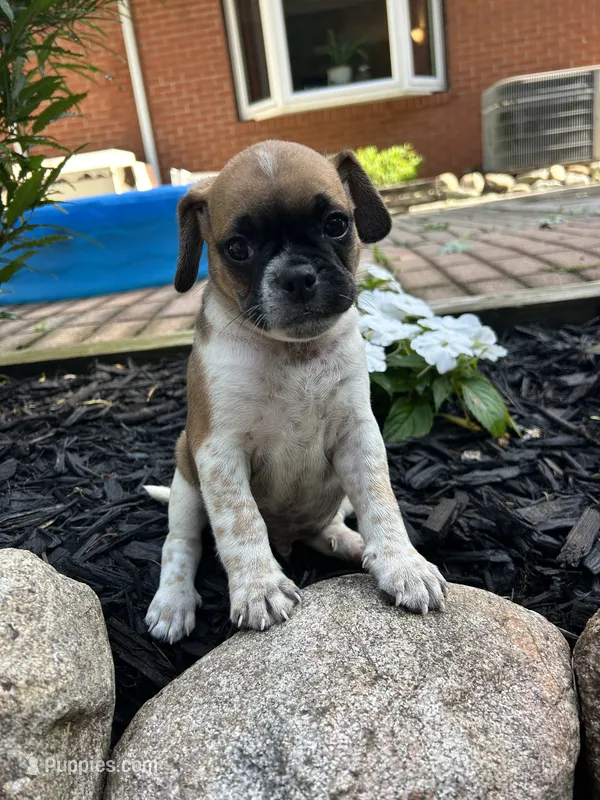 Lewis – Puggle puppy for sale in Nappanee, IN