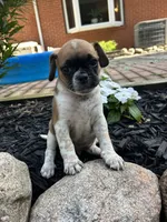 Lewis, a male Puggle for sale in Nappanee, IN – 1 of 3