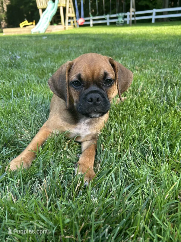 Lance – Puggle puppy for sale in Nappanee, IN