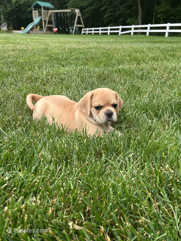 Leon – Puggle puppy for sale in Nappanee, IN