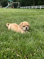 Leon, a male Puggle for sale in Nappanee, IN – 1 of 7