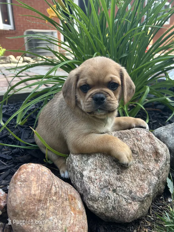 Liam – Puggle puppy for sale in Nappanee, IN