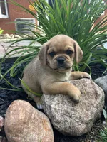 Liam, a male Puggle for sale in Nappanee, IN – 1 of 4
