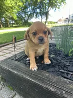 Larry, a male Puggle for sale in Nappanee, IN – 3 of 7