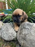 Lance, a male Puggle for sale in Nappanee, IN – 3 of 4