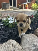 Leon, a male Puggle for sale in Nappanee, IN – 7 of 7