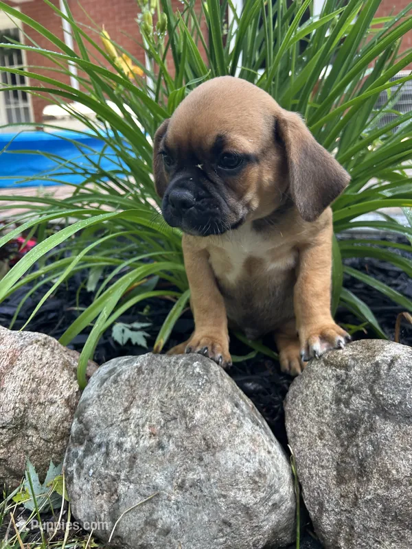 Lance – Puggle puppy for sale in Nappanee, IN