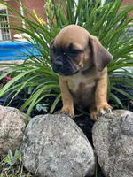 Lance, a male Puggle for sale in Nappanee, IN – 2 of 4