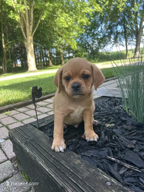 Larry – Puggle puppy for sale in Nappanee, IN