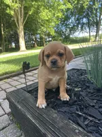 Larry, a male Puggle for sale in Nappanee, IN – 1 of 7