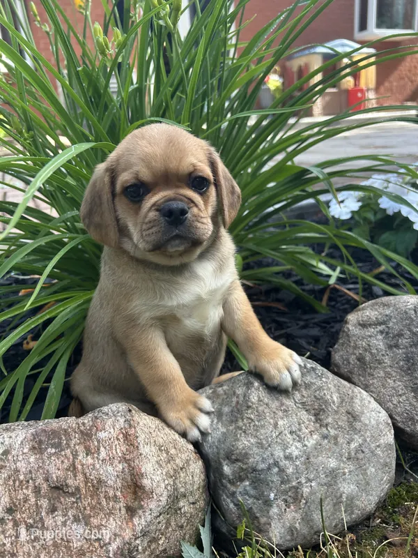 Liam – Puggle puppy for sale in Nappanee, IN