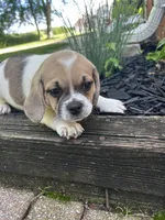 Lacy, a female Puggle for sale in Nappanee, IN – 3 of 5
