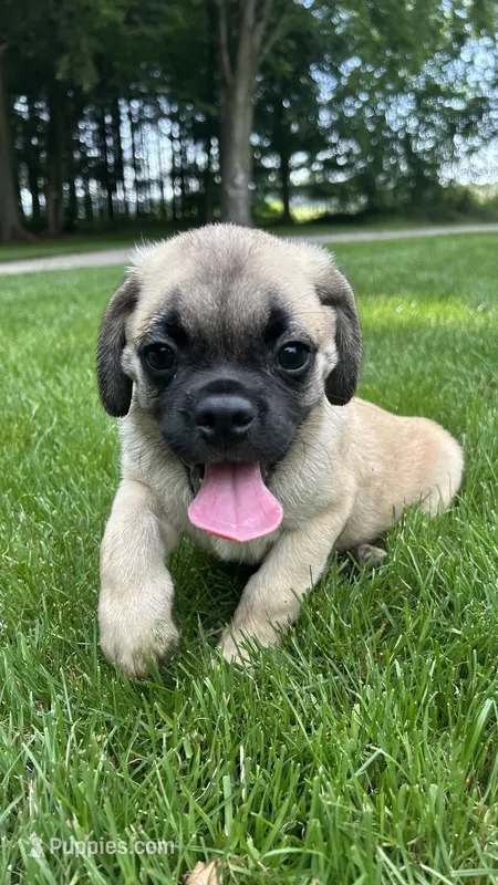 Lucky – Puggle puppy for sale in Nappanee, IN