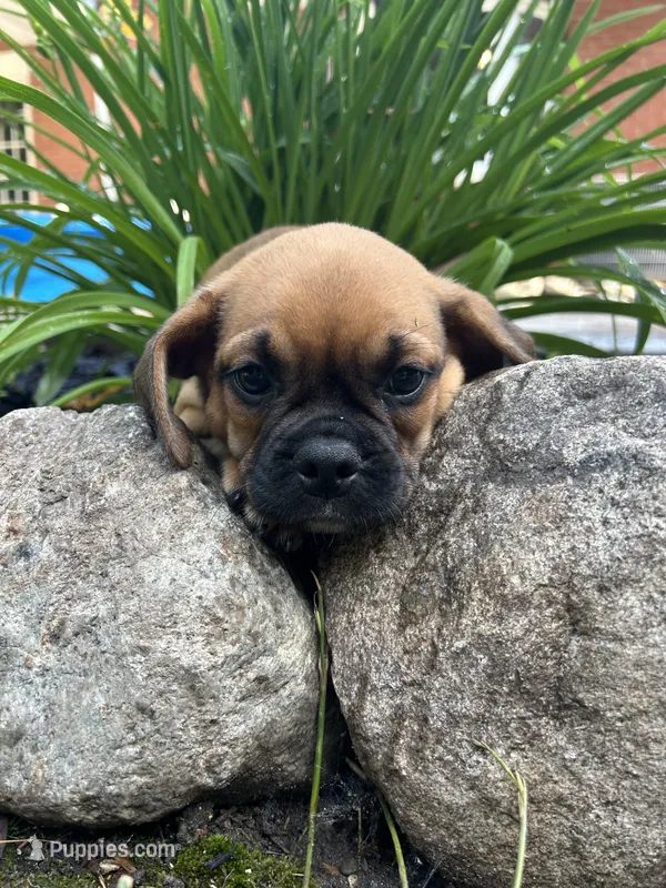 Lance – Puggle puppy for sale in Nappanee, IN