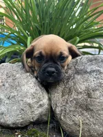 Lance, a male Puggle for sale in Nappanee, IN – 1 of 4