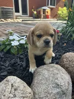 Leon, a male Puggle for sale in Nappanee, IN – 3 of 7