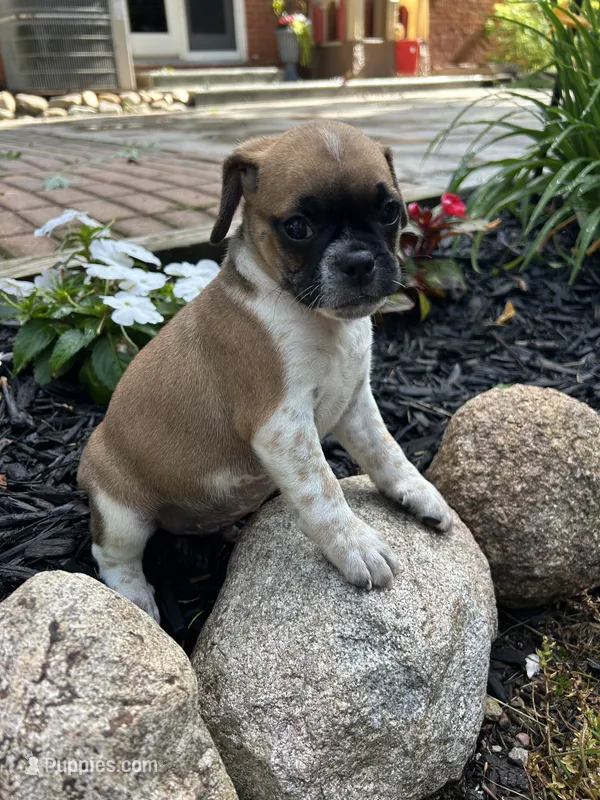 Lewis – Puggle puppy for sale in Nappanee, IN