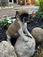 Lewis, a male Puggle for sale in Nappanee, IN – 2 of 3