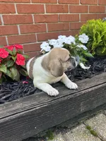 Lacy, a female Puggle for sale in Nappanee, IN – 4 of 5