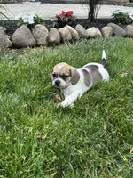Lacy, a female Puggle for sale in Nappanee, IN – 5 of 5