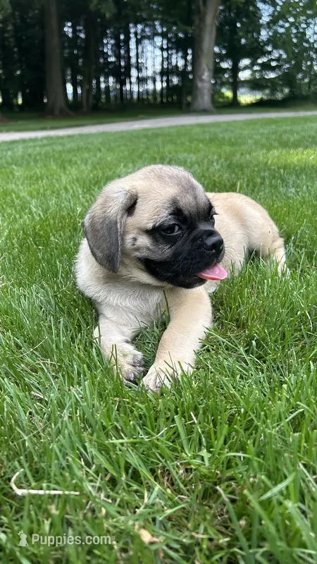 Lucky – Puggle puppy for sale in Nappanee, IN